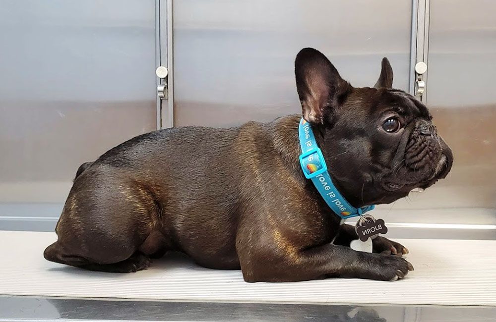 cute black pug at heritage animal hospital