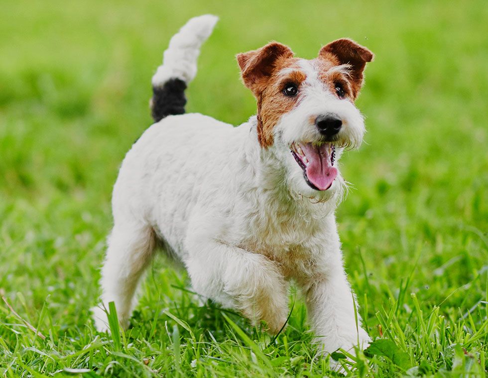 adorable happy fox terrier dog at park